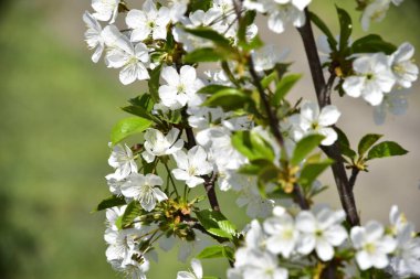 Bahar çiçeği, ağaç beyaz çiçekler