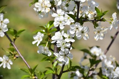 Bahar çiçeği, ağaç beyaz çiçekler