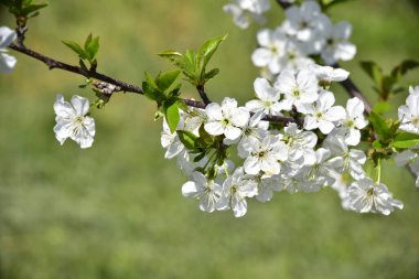 Bahar çiçeği, ağaç beyaz çiçekler