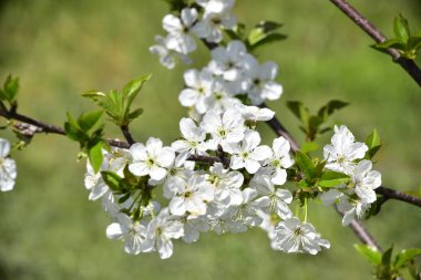 Bahar çiçeği, ağaç beyaz çiçekler