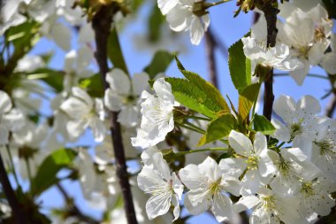 Bahar çiçeği, ağaç beyaz çiçekler