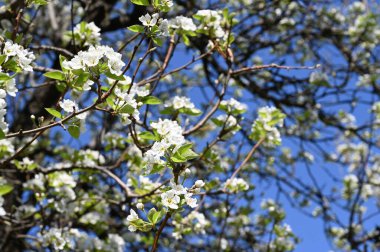Bahar çiçeği, ağaç beyaz çiçekler