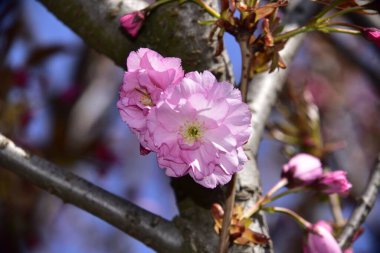 Bahar çiçekleri, ağaçtaki pembe çiçekler.
