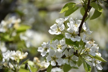 Bahar çiçeği, ağaç beyaz çiçekler