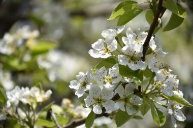 Bahar çiçeği, ağaç beyaz çiçekler