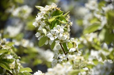 Bahar çiçeği, ağaç beyaz çiçekler