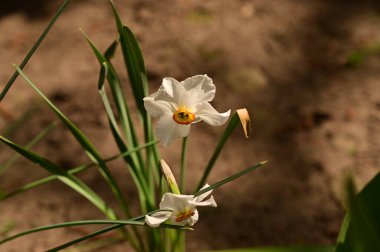 Bahçedeki beyaz narsisli çiçekler, yaklaşın