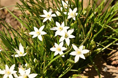 Bahçede büyüyen beyaz çiçeklerin güzel botanik çekimi