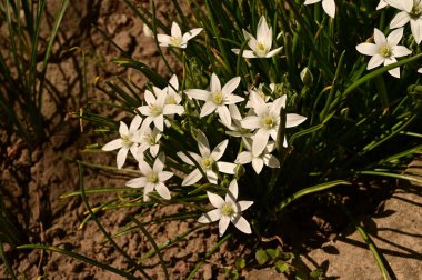 Bahçede büyüyen beyaz çiçeklerin güzel botanik çekimi