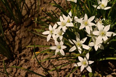 Bahçede büyüyen beyaz çiçeklerin güzel botanik çekimi