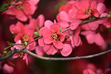 Bahar çiçekleri, ağaçtaki pembe çiçekler.