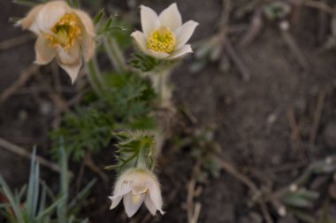 Bahçede büyüyen beyaz çiçeklerin güzel botanik çekimi