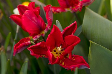 Bahçede harika lale çiçekleri yetişiyor.