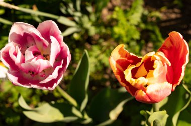 Bahçede harika lale çiçekleri yetişiyor.