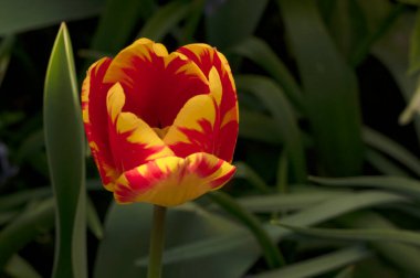 Bahçede harika bir lale çiçeği yetişiyor.