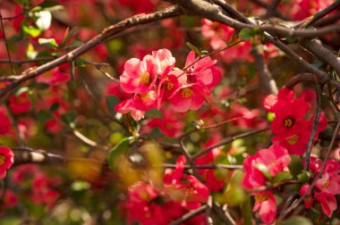 Bahar çiçekleri, ağaçtaki pembe çiçekler.