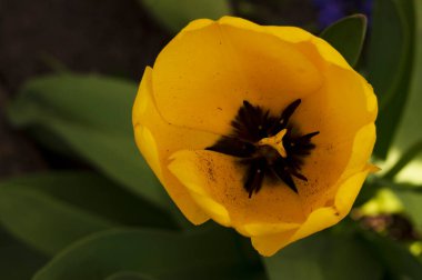 Bahçede harika bir lale çiçeği yetişiyor.