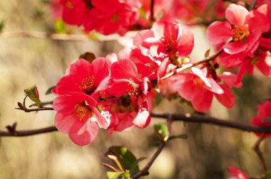 Bahar çiçekleri, ağaçtaki pembe çiçekler.