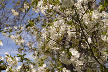 Bahar çiçeği, ağaç beyaz çiçekler