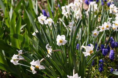 Bahçede büyüyen güzel çiçekler