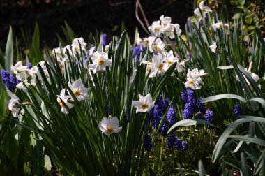 Bahçede büyüyen güzel çiçekler