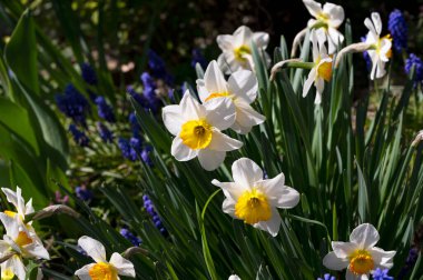Bahçede büyüyen güzel çiçekler
