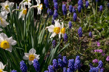 Bahçede büyüyen güzel çiçekler