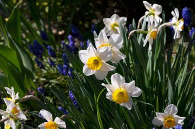 Bahçede büyüyen güzel çiçekler
