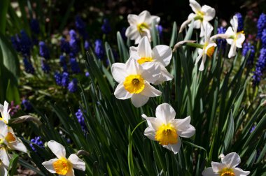 Bahçede büyüyen güzel çiçekler