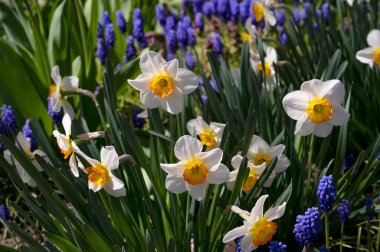 Bahçede büyüyen güzel çiçekler