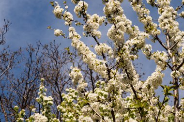 Bahar çiçeği, ağaç beyaz çiçekler