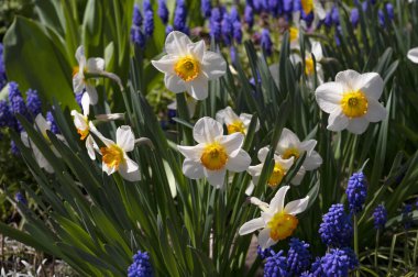 Bahçede büyüyen güzel çiçekler