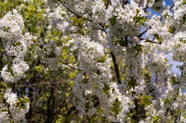Bahar çiçeği, ağaç beyaz çiçekler