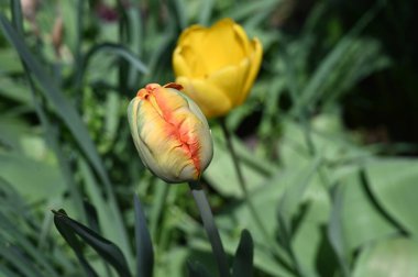 Bahçede harika lale çiçekleri yetişiyor.