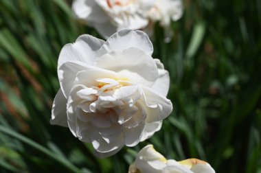 Bahçede büyüyen beyaz çiçeklerin güzel botanik çekimi