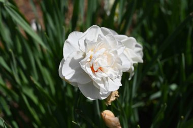 Bahçede büyüyen beyaz çiçeklerin güzel botanik çekimi