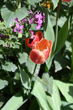 Bahçede büyüyen harika çiçekler