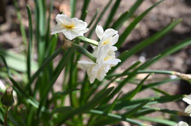 Bahçedeki beyaz narsisli çiçekler, yaklaşın