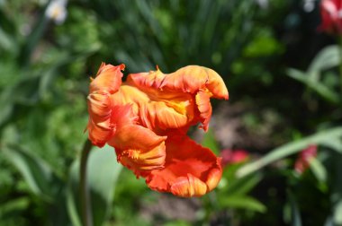 Bahçede harika bir lale çiçeği yetişiyor.