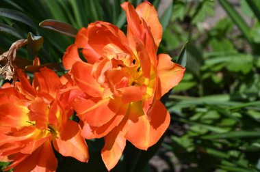 Parlak turuncu çiçeklerin güzel manzarası