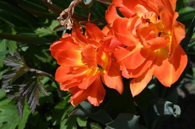 Parlak turuncu çiçeklerin güzel manzarası