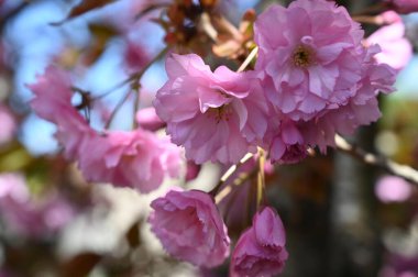Bahar çiçekleri, ağaçtaki pembe çiçekler.