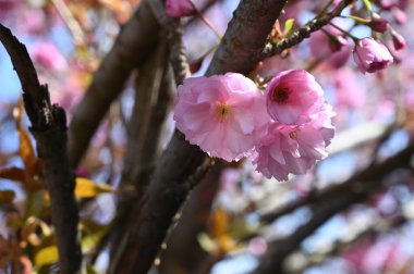 Bahar çiçekleri, ağaçtaki pembe çiçekler.