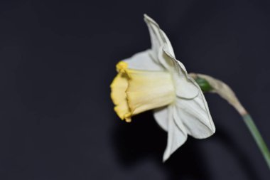 Siyah arkaplanda güzel beyaz ve sarı bir çiçek