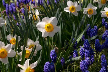 Bahçede büyüyen güzel çiçekler