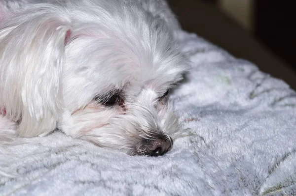 Λευκό Σκυλί Ξαπλωμένο Στο Κρεβάτι — Φωτογραφία Αρχείου