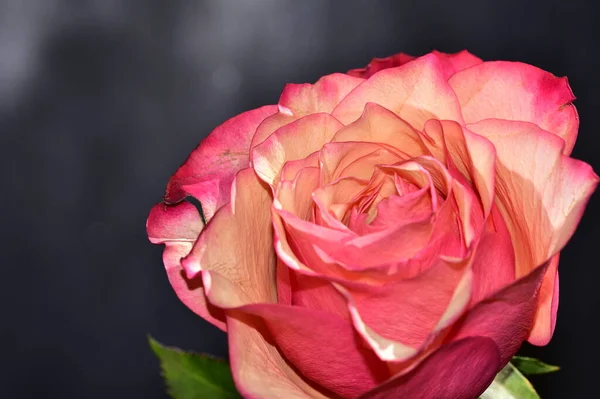 Vue Rapprochée Belle Rose Isolée Sur Fond Sombre — Photo