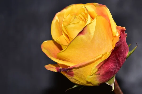 Close View Beautiful Rose Isolated Dark Background — ストック写真