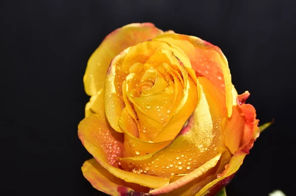 Bliska Widok Pięknej Róży Odizolowany Ciemnym Tle — Zdjęcie stockowe