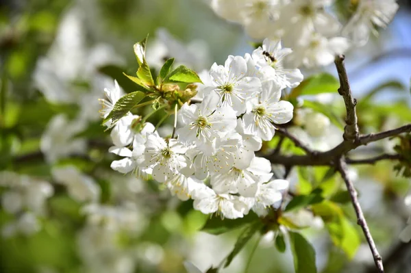 Bahar çiçeği, ağaç beyaz çiçekler